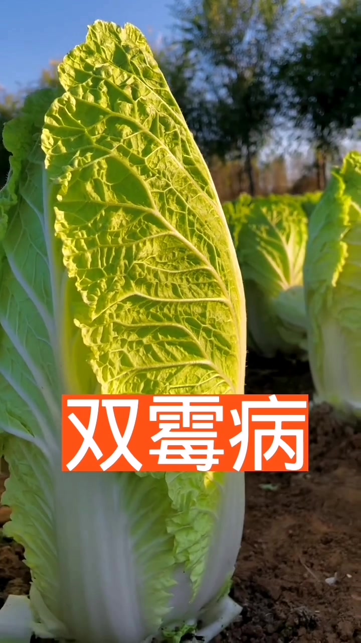 高品质娃娃菜种子