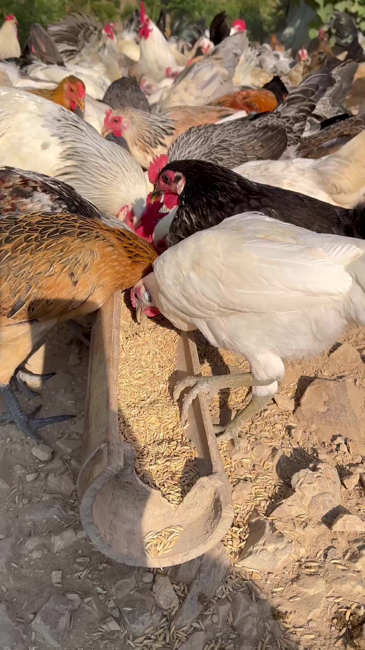 瑞雨生态鹊山鸡养殖场