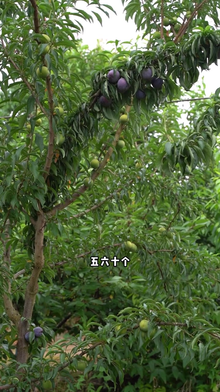蜂糖李为什么偏贵?看完你就知道了