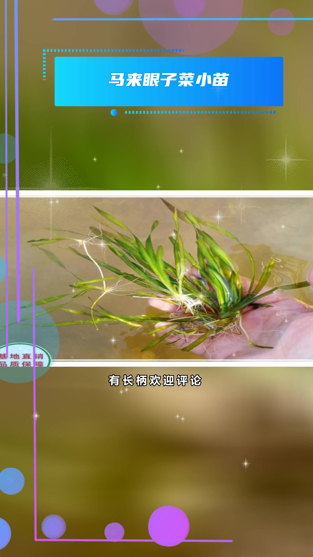 马来眼子菜种苗栽培
