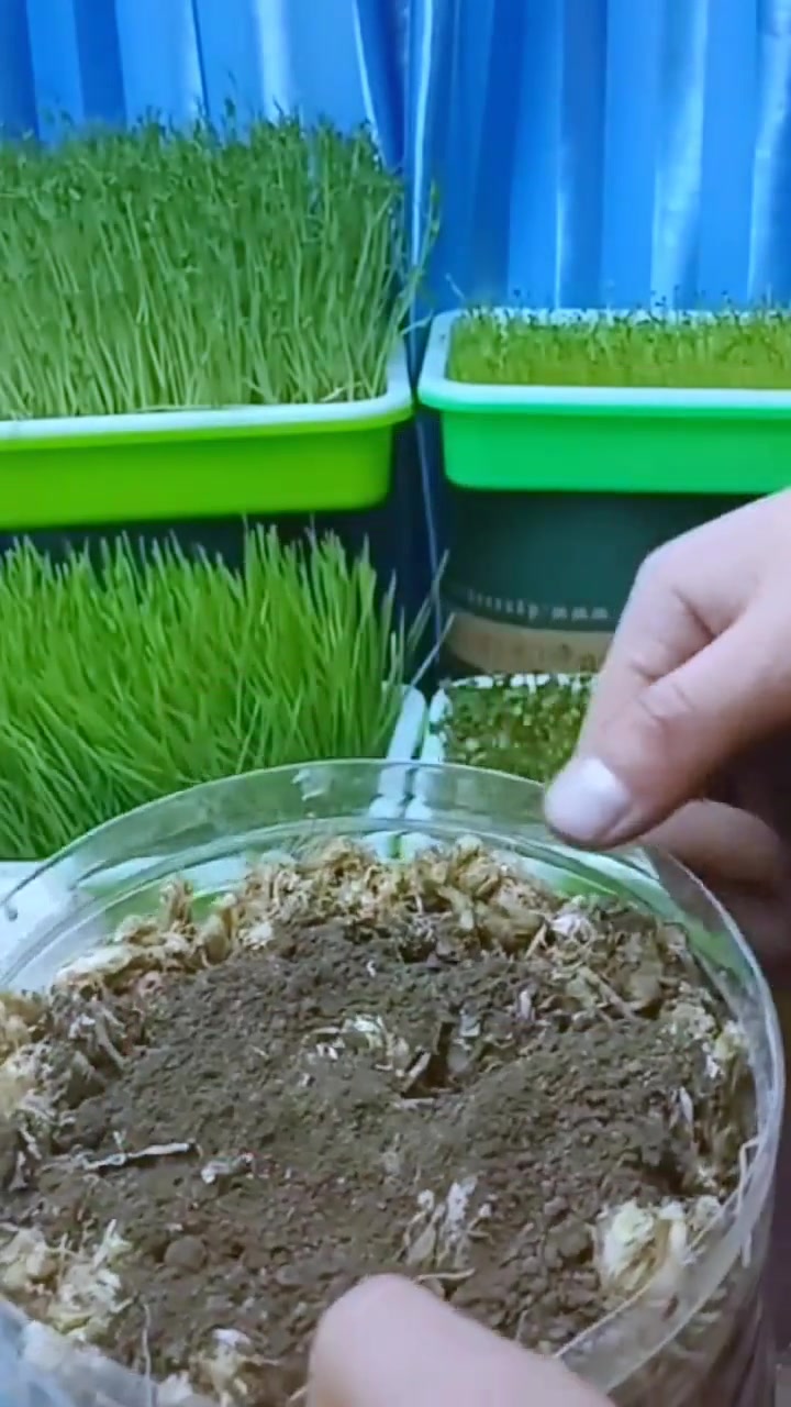 水培家庭阳台种植水培韭菜,安全健康又环保无土栽培