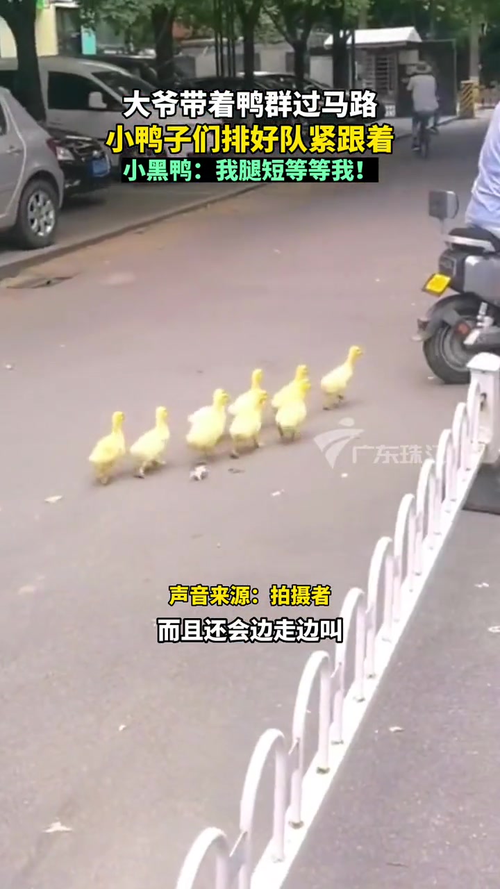 7月28日辽宁沈阳,一群小鸭子拍着整整齐齐的队紧跟着大爷过马路