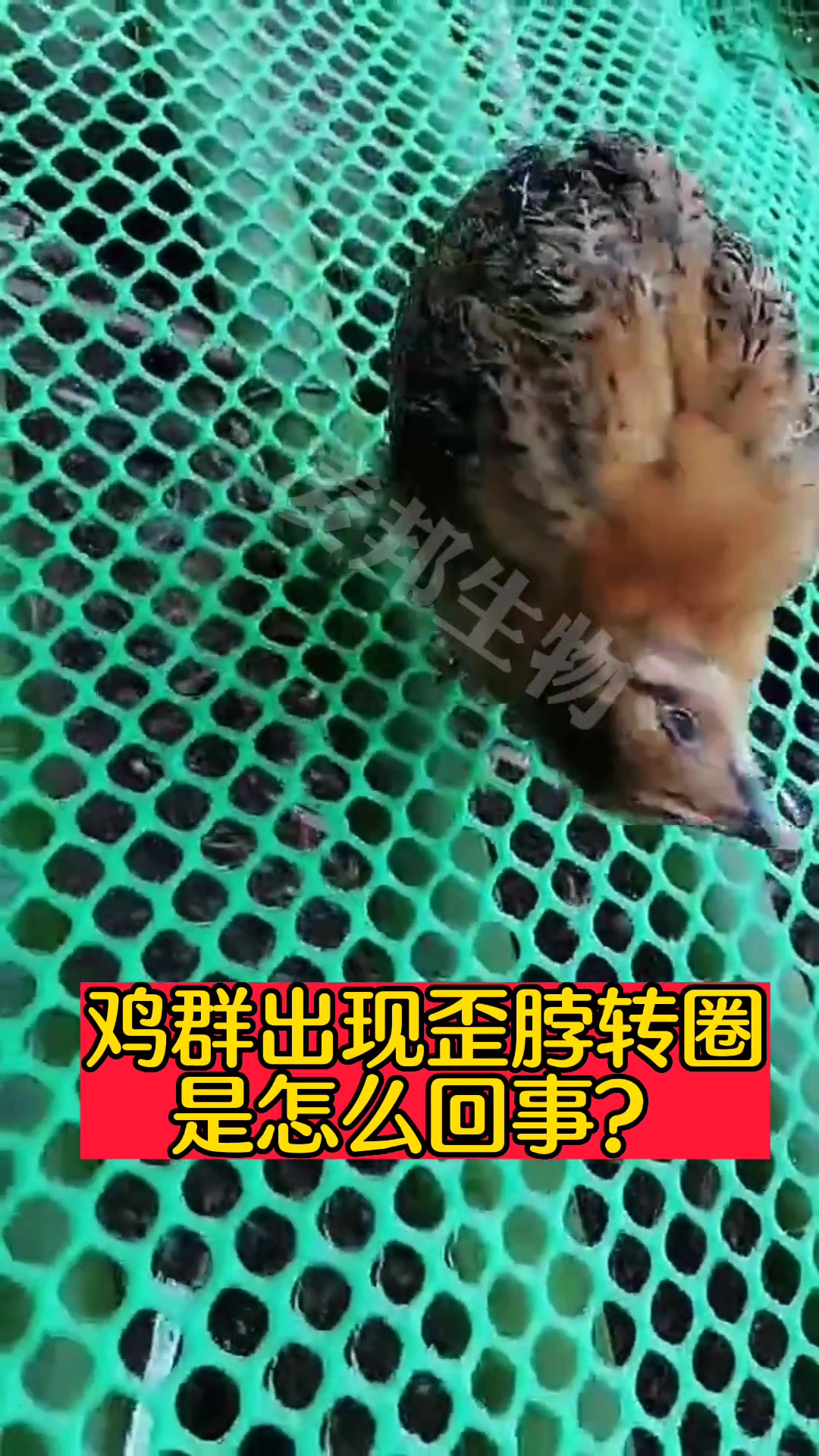 鸡群出现歪脖转圈,怎么回事?