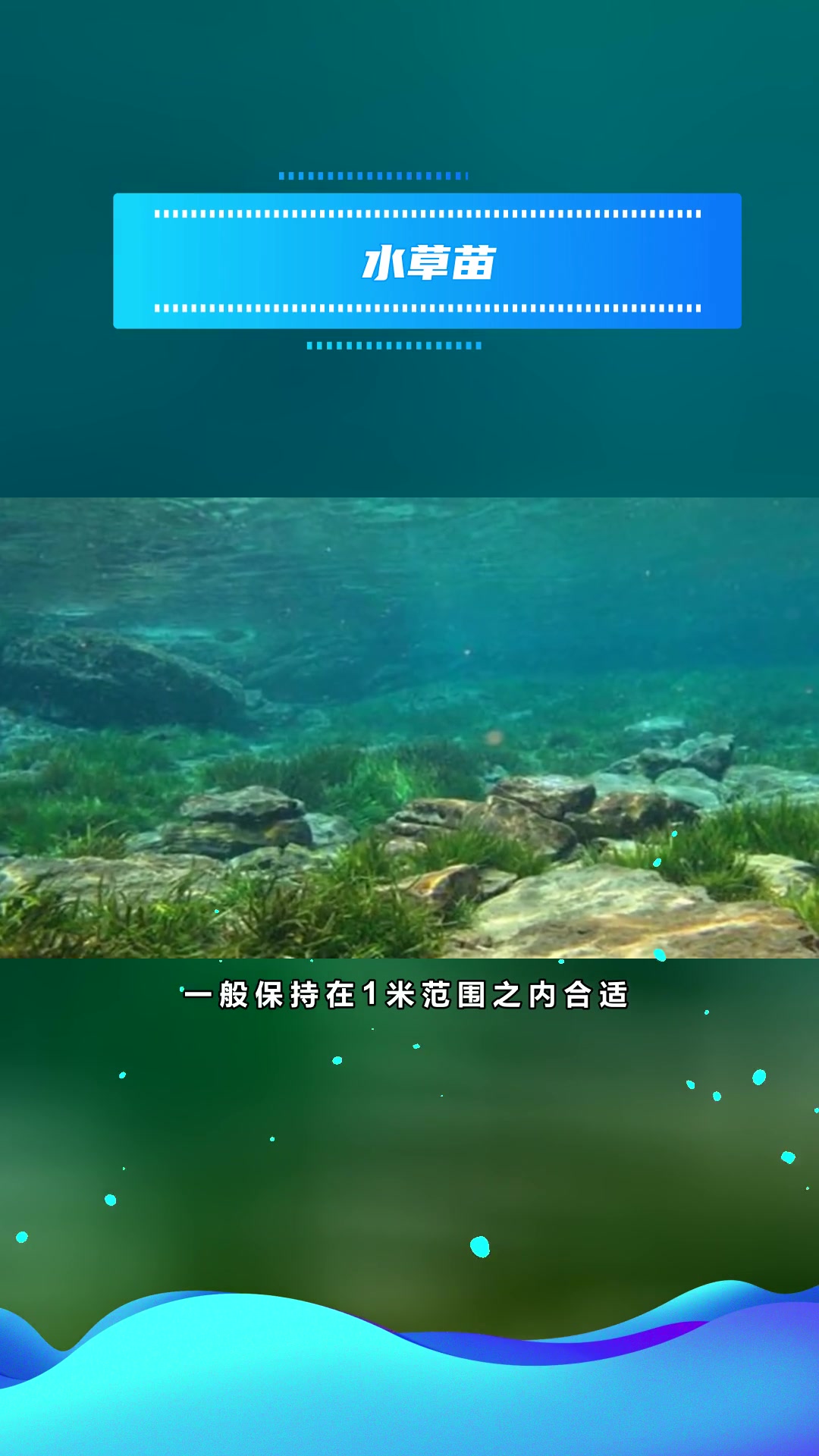 金鱼藻种植
