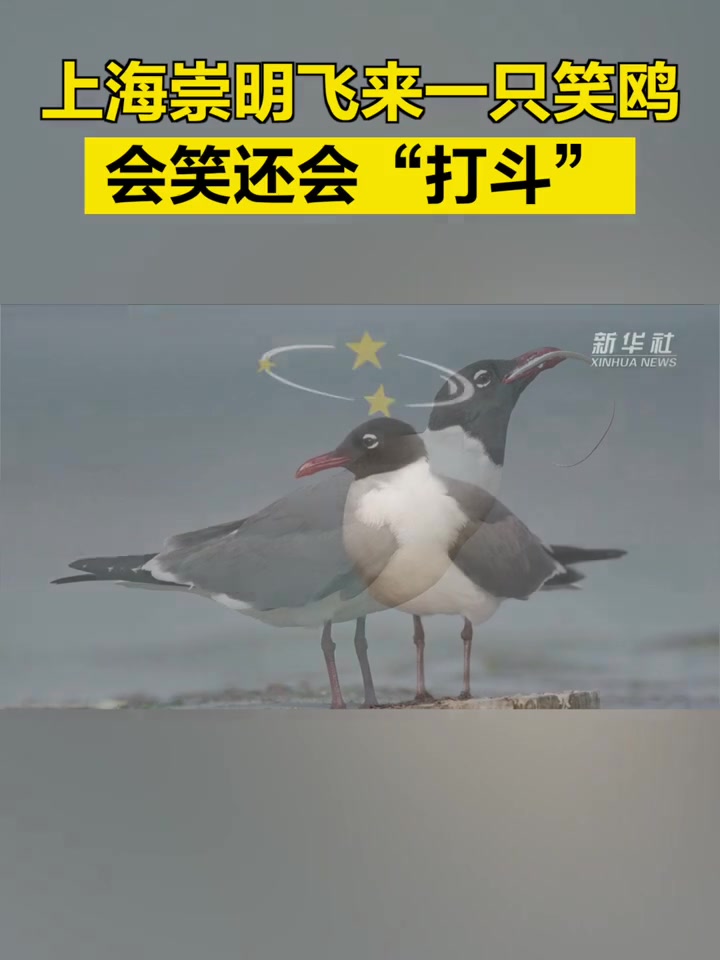 「上海崇明飞来一只笑鸥 会笑还会“打斗”」这两天,上海崇明东滩鸟类国家级自然保护区飞来了一