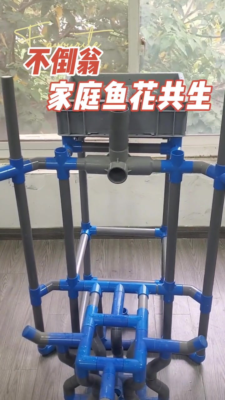 又一套天花板级别的家庭鱼花共生系统制作当中 鱼菜共生 鱼菜共生系统