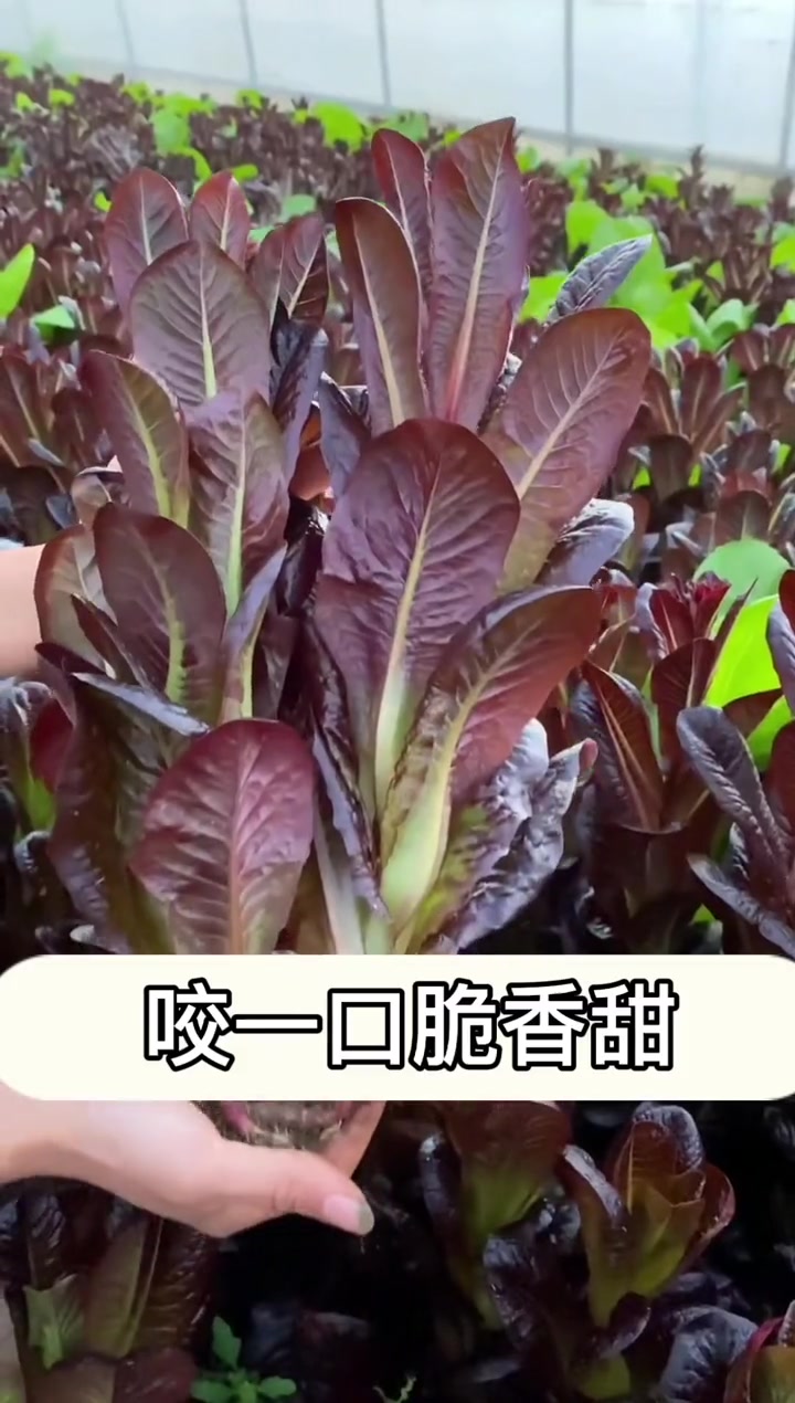 推荐一款脆嫩好吃的蔬菜