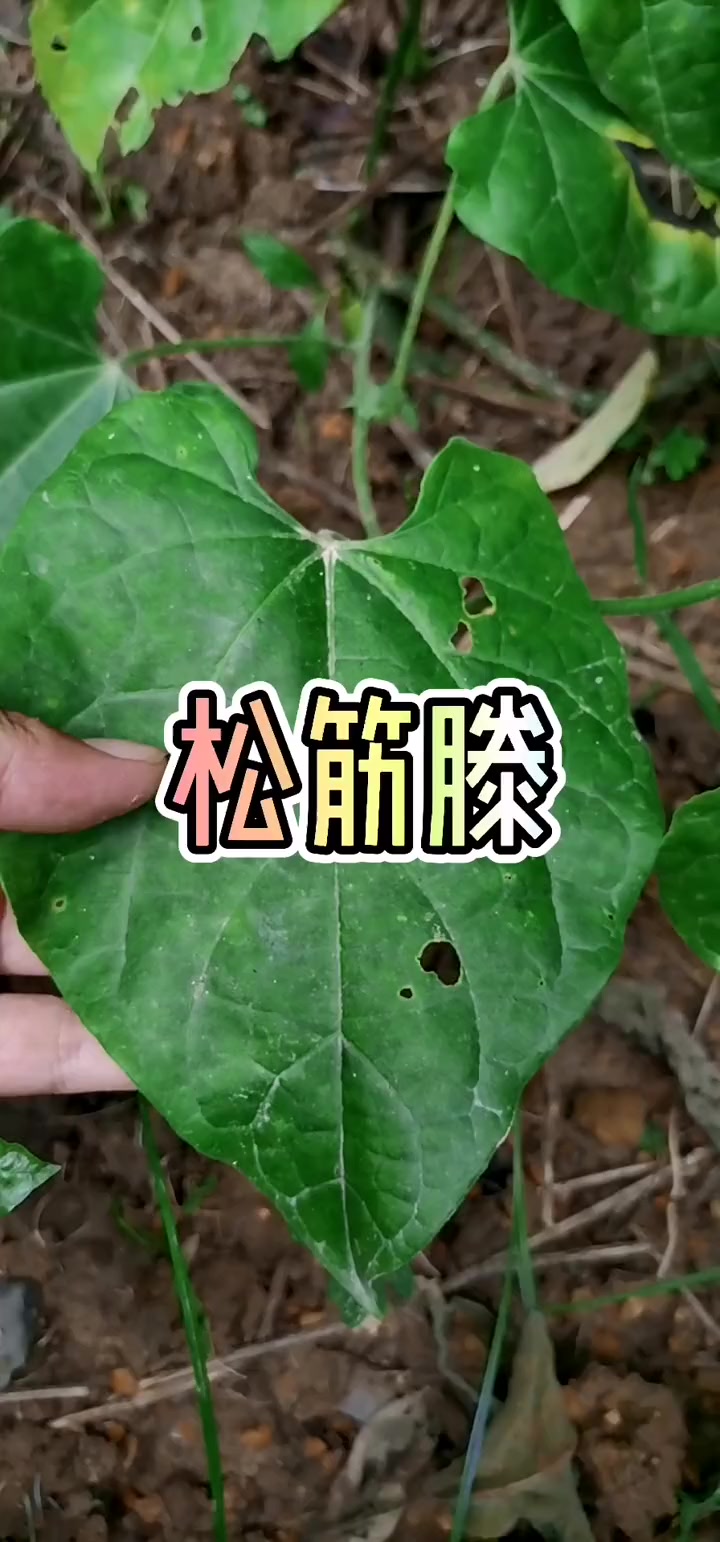 好多老人家就懂了 松筋滕 三农 一花一草一世界 植物 一日一植物