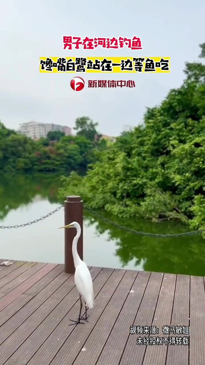 男子在河边钓鱼,馋嘴白鹭站在一边等鱼吃