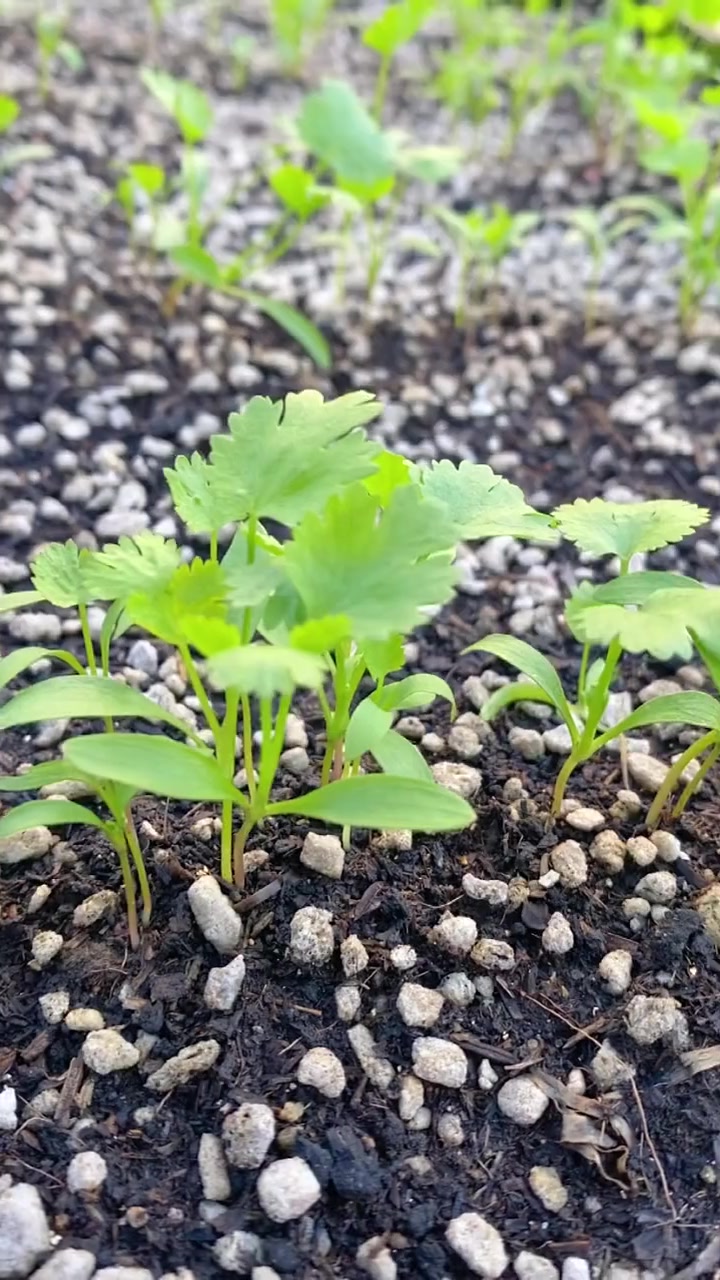 种香菜选对品种很重要,这个速生香菜高产味道好
