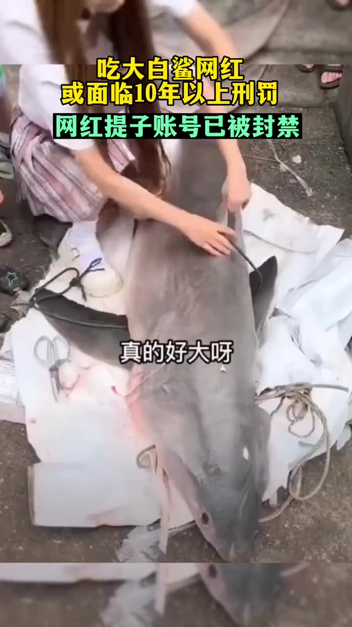 吃大白鲨网红或面临10年以上刑罚 近日,网红博主“提子”拍摄烧烤鲨鱼的视频引发关注。经警方