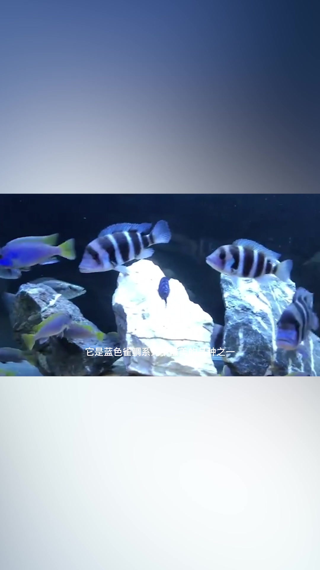 好漂亮的鱼啊!!