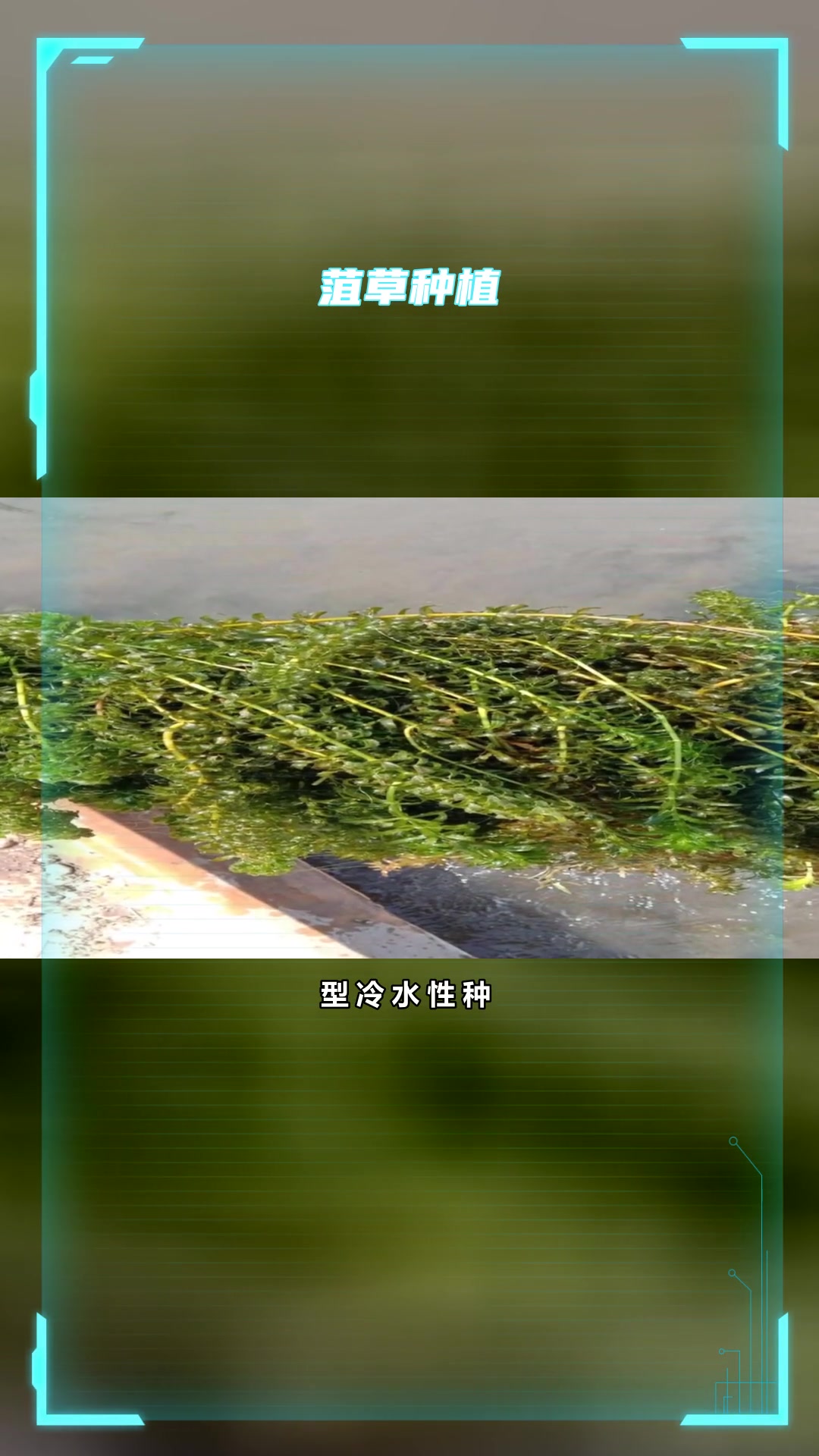 金鱼藻优势