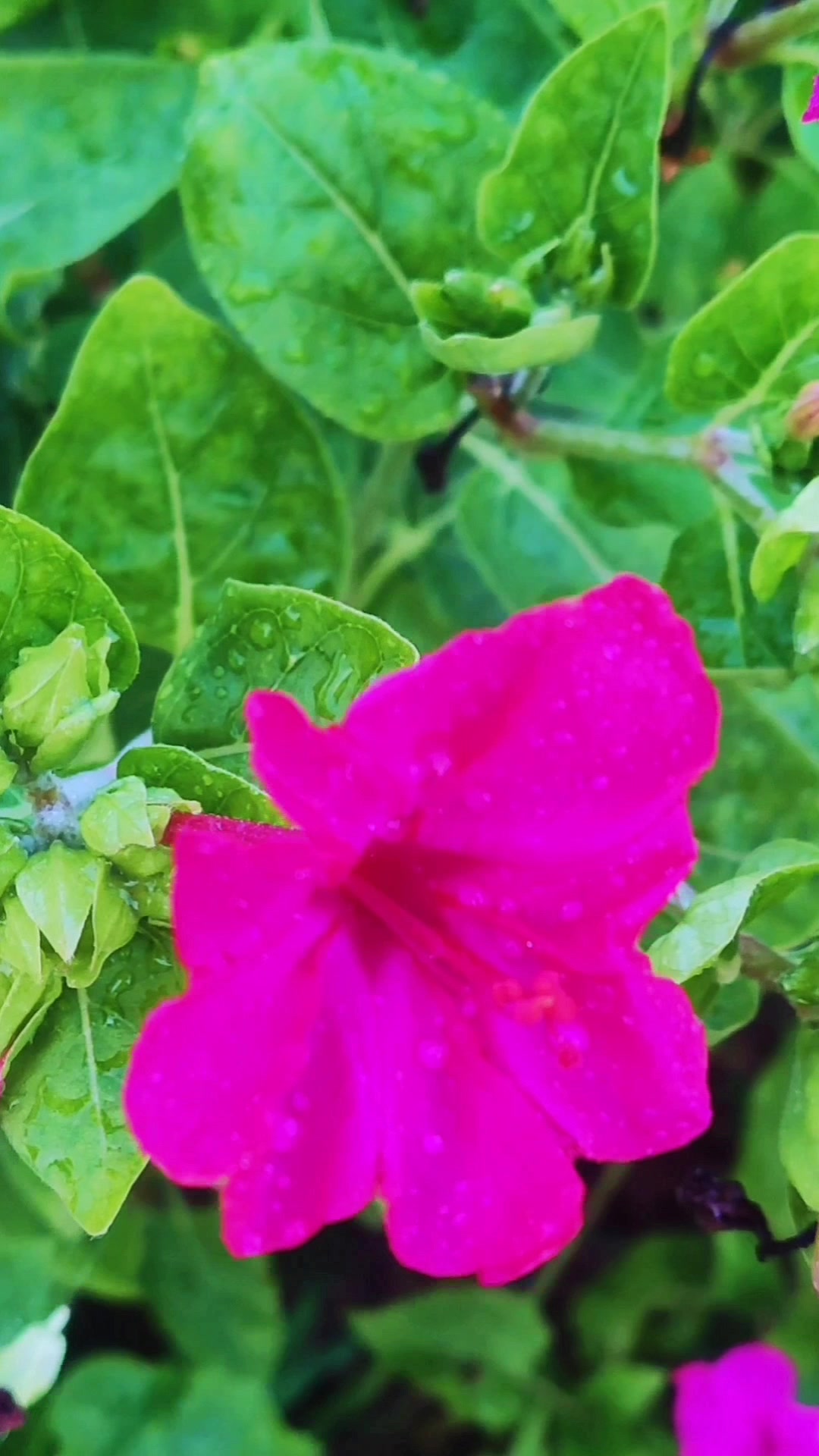 野菜之一的曲曲菜,营养价值高切好吃,黄花开落后是白色的毛毛