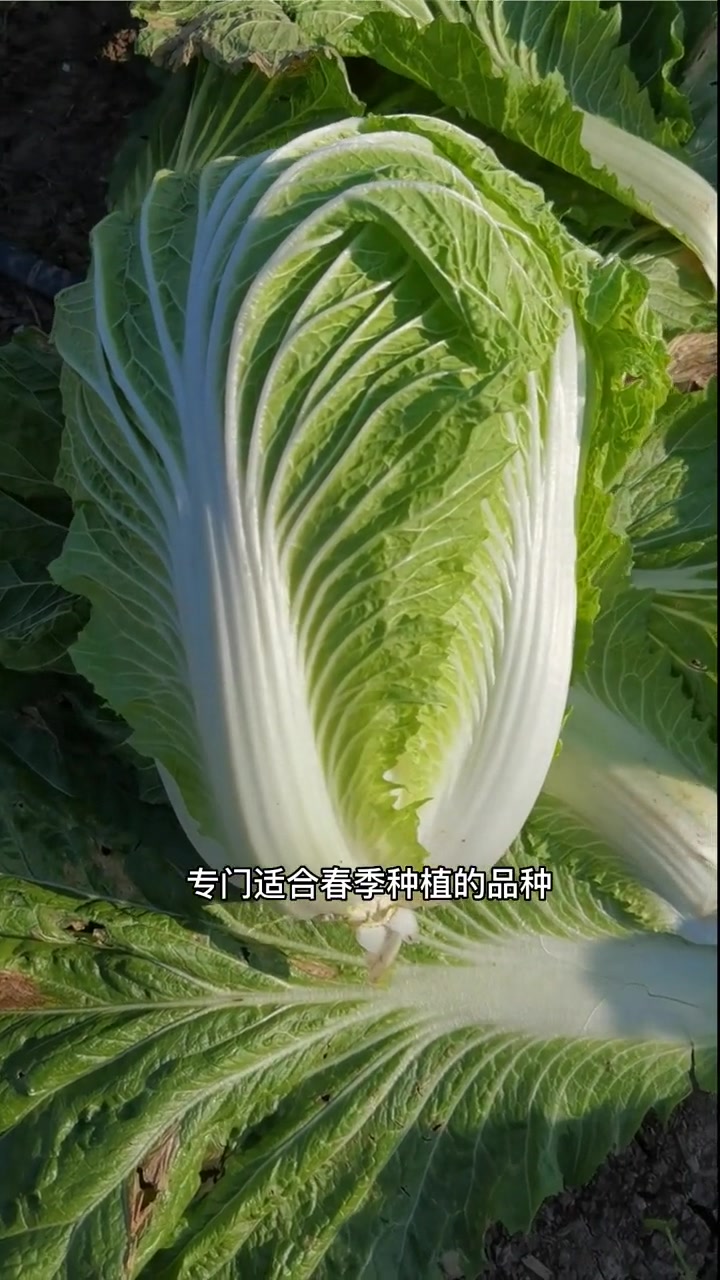 白菜包心期喜凉怕热,要选择耐热耐抽苔品种