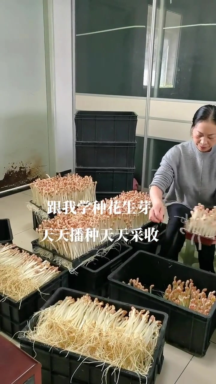 一斤花生长6-8斤芽芽苗菜花生芽水培花生芽