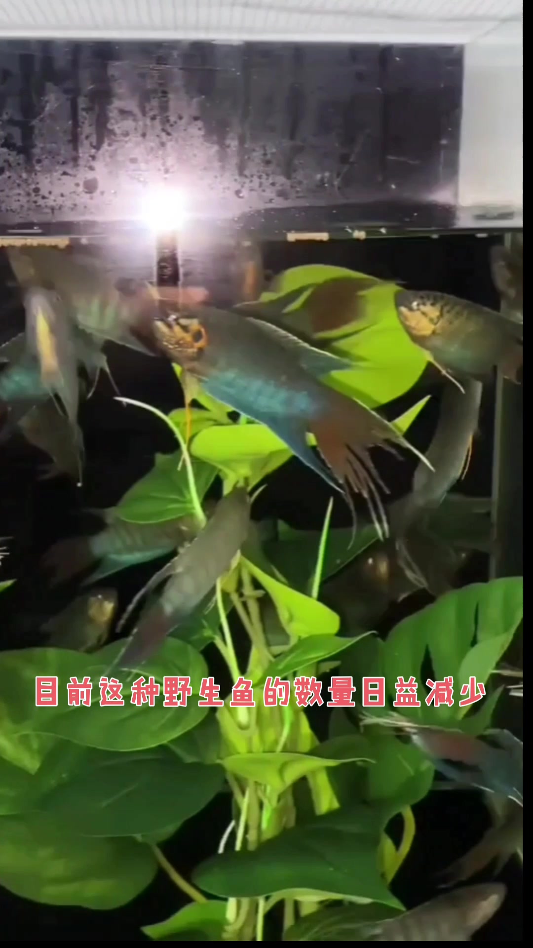 适合新手养的十大冷水鱼