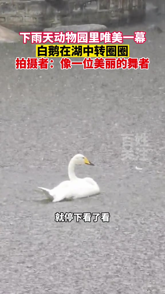 7月30日,山东济南。下雨天动物园里唯美一幕,白鹅在湖中转圈圈,像一位美丽的舞者