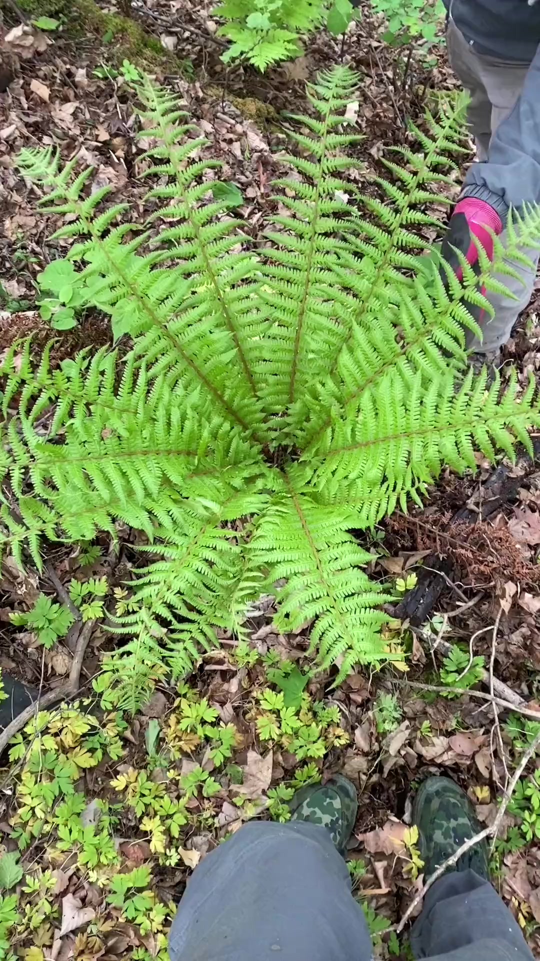 山里常见一种野草,人送外号“野鸡膀子”,是名贵的中草药