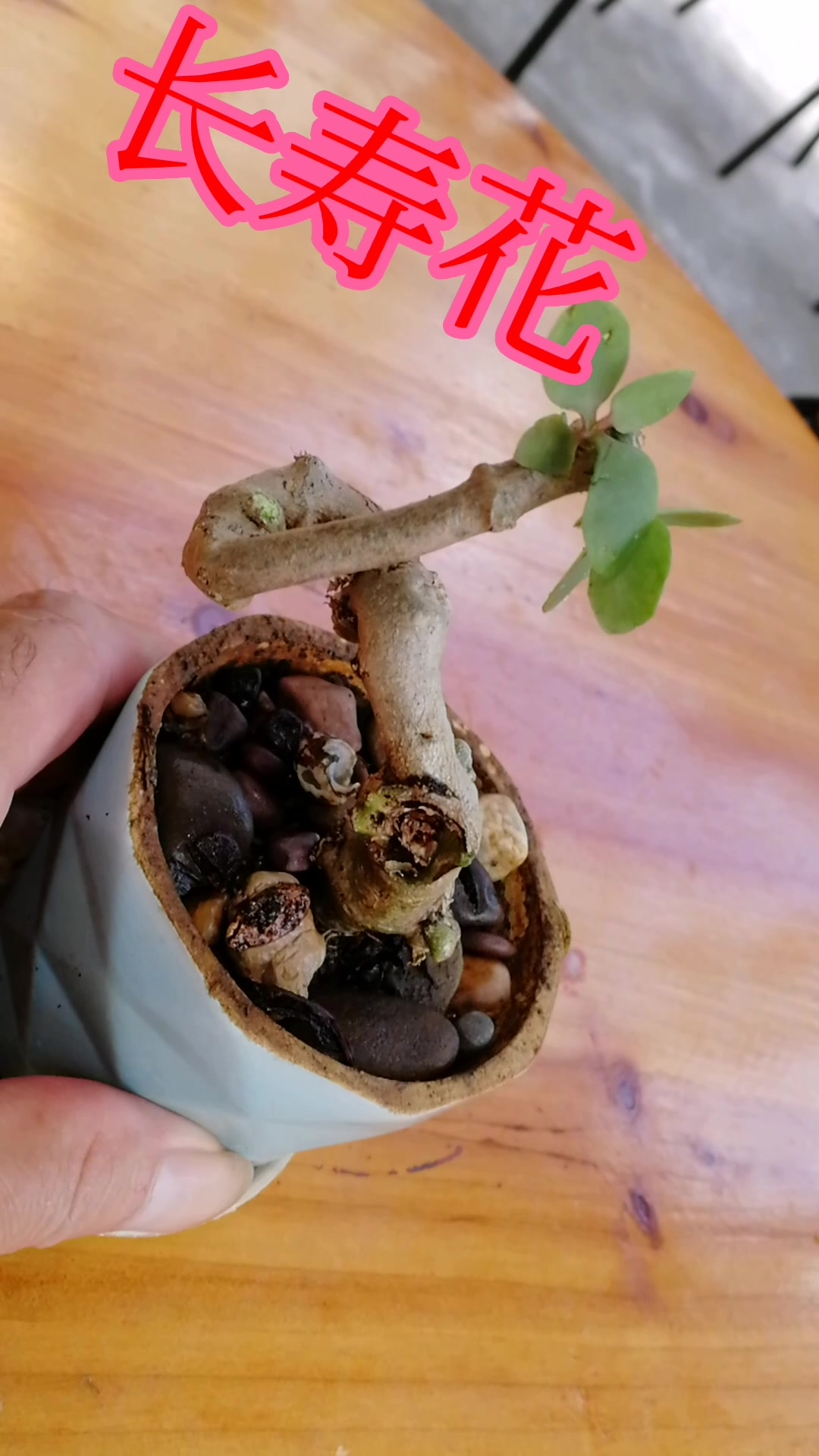 海棠花之长寿花!弯弯绕绕