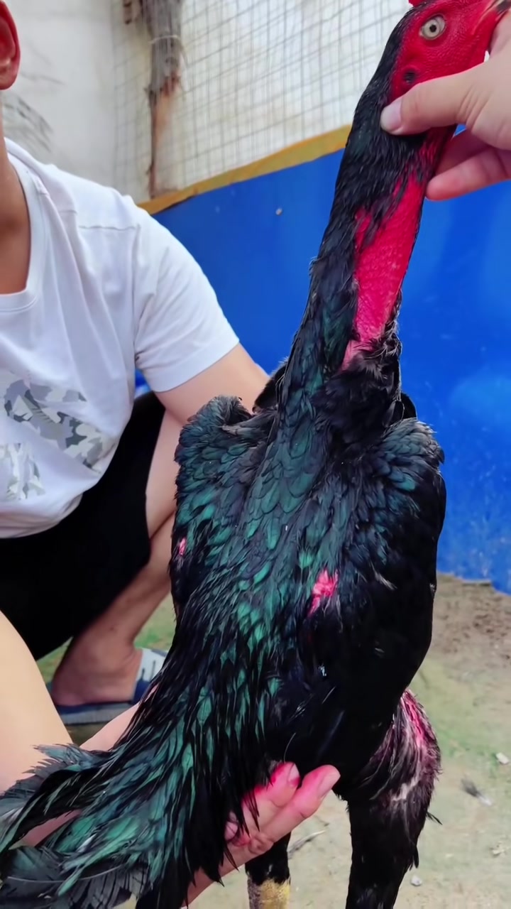 今年第一窝斗鸡苗长这么大了