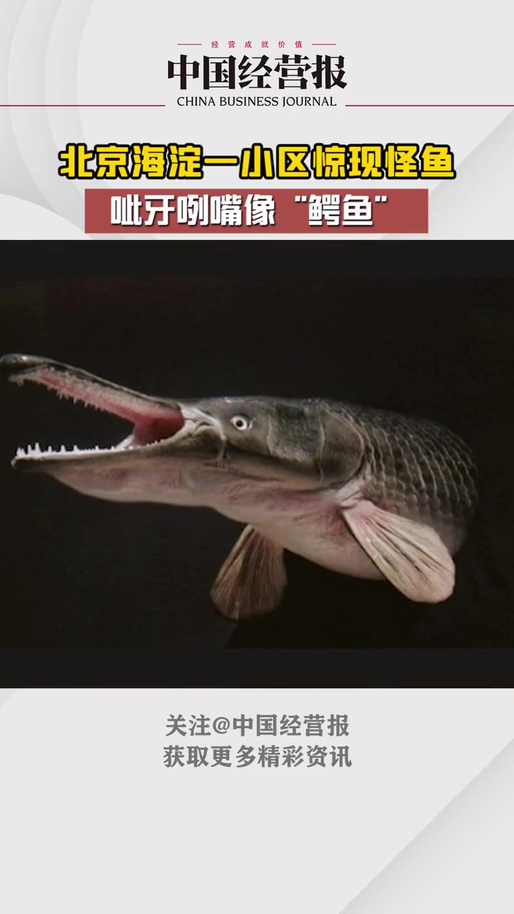 北京海淀一小区惊现怪鱼,呲牙咧嘴像“鳄鱼” 北京海淀一小区惊现怪鱼 社会 热门