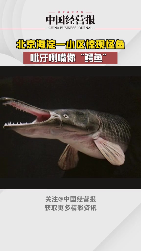 北京海淀一小区惊现怪鱼,呲牙咧嘴像“鳄鱼”