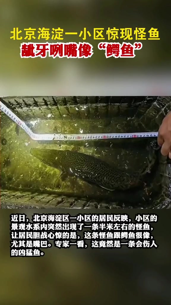 北京海淀一小区惊现怪鱼,龇牙咧嘴像鳄鱼