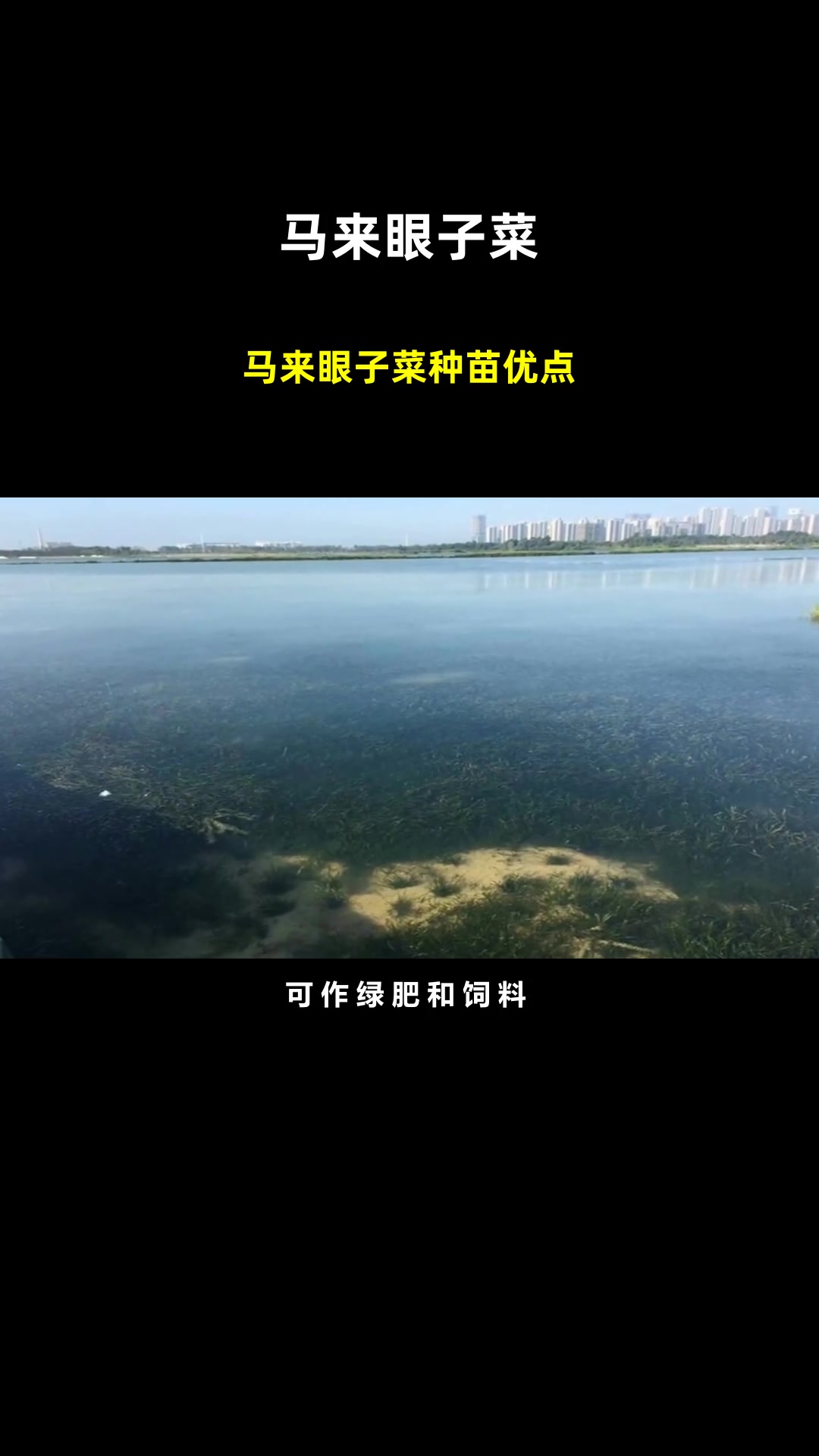 马来眼子菜种苗优点