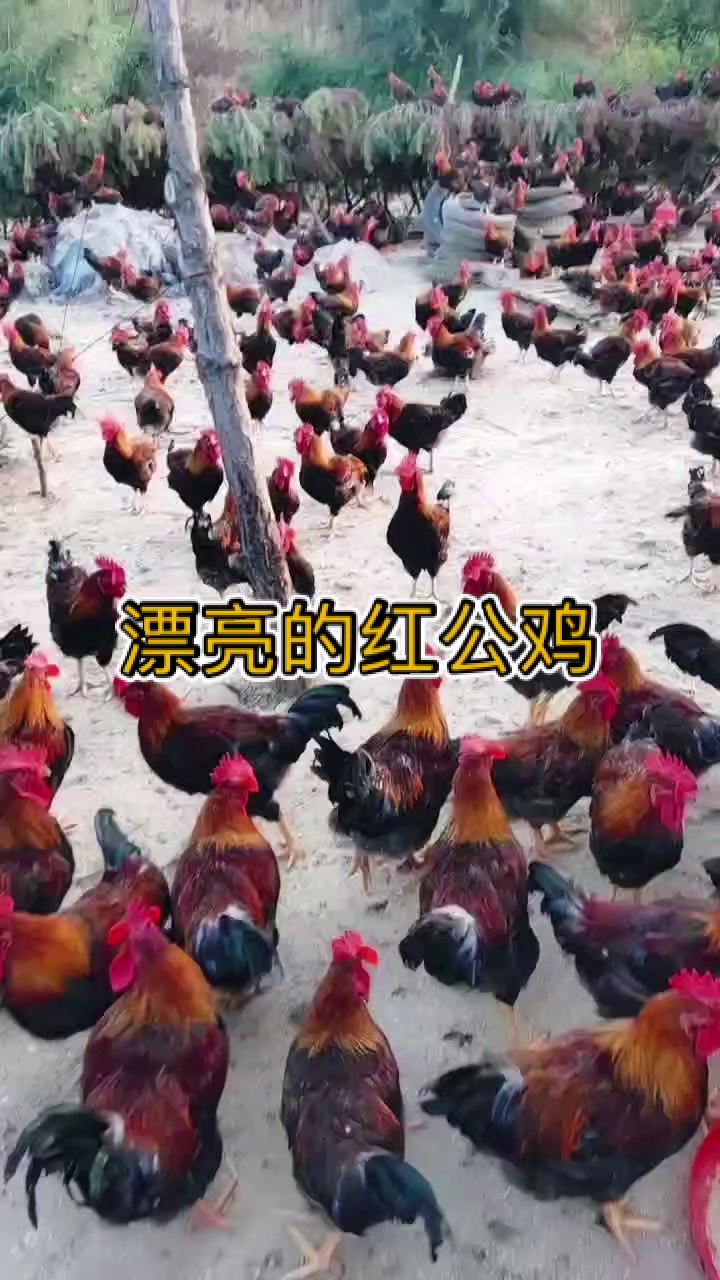 散养土鸡开始出栏,喜欢吃鸡的看过来