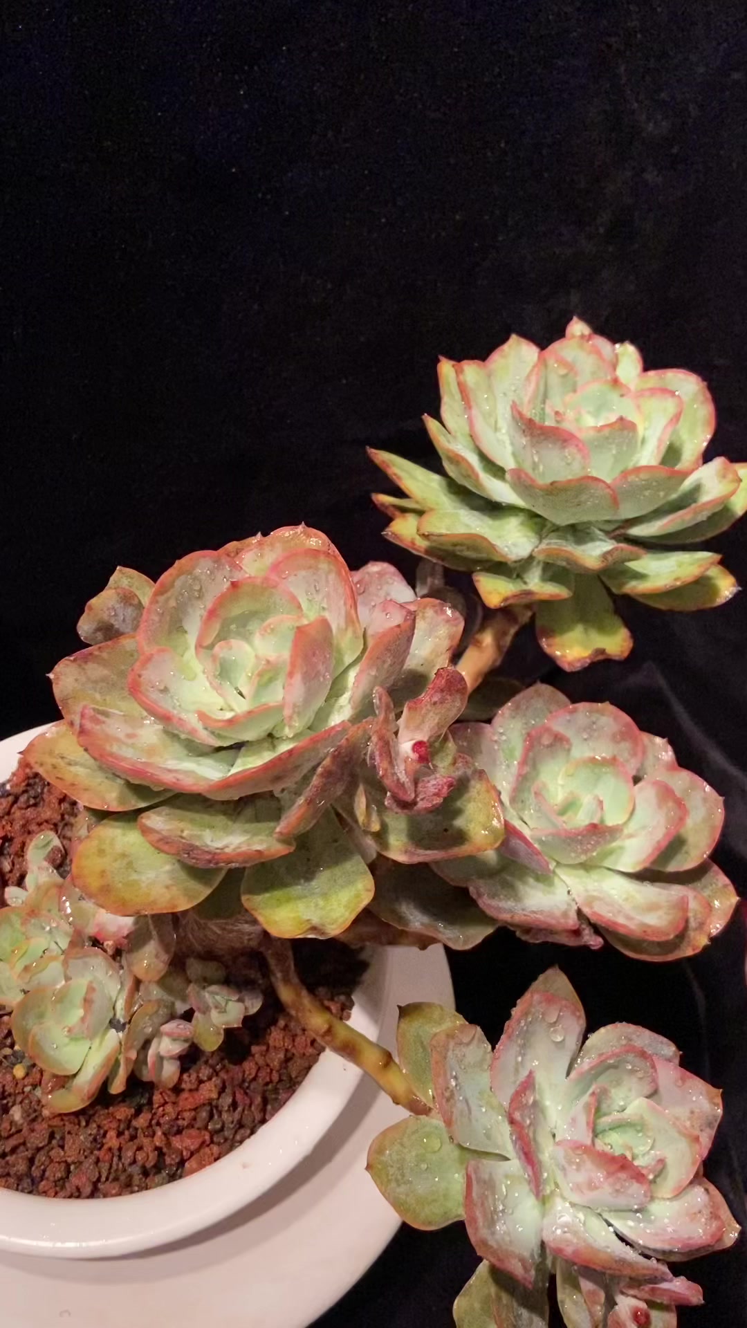 朱丽斯一个很老的品种,好看又好养,名字一听就是个美丽的姑娘