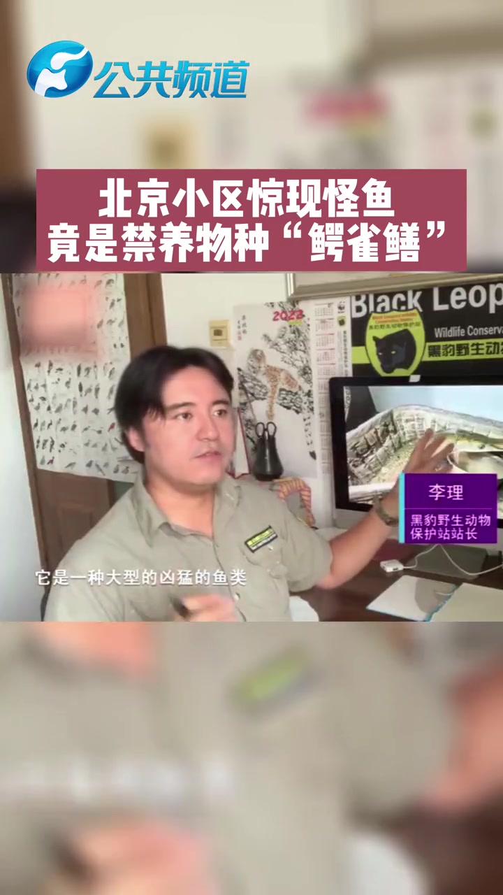 北京海淀一小区惊现怪鱼 呲牙咧嘴像“鳄鱼”