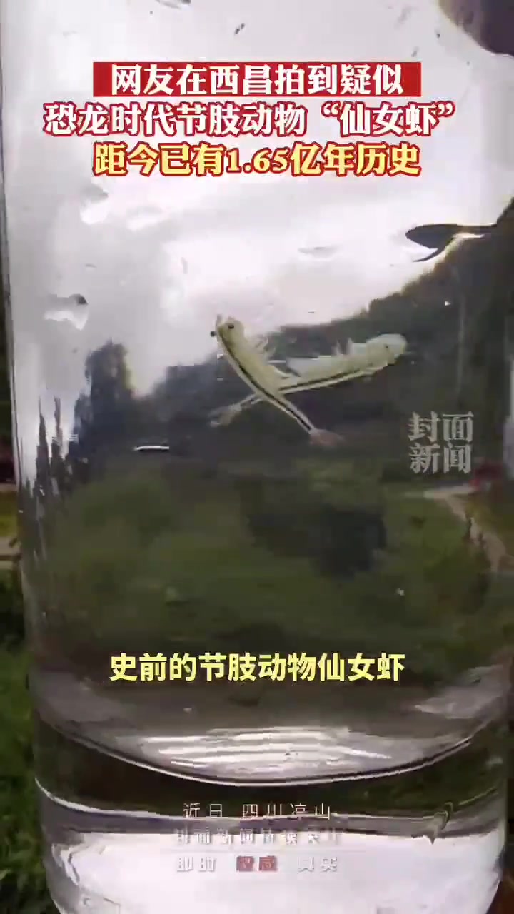 四川凉山发现和恐龙同龄的“仙女虾” 100℃高温烫不死坚强的卵