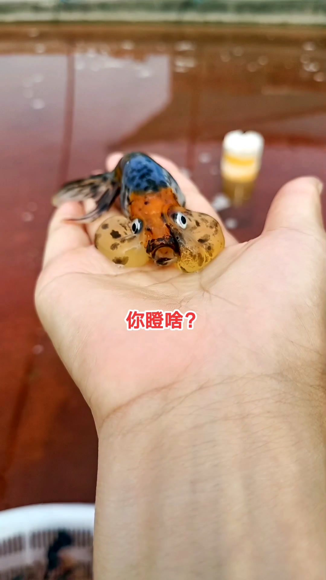 最可爱的小金鱼,你认识它吗?