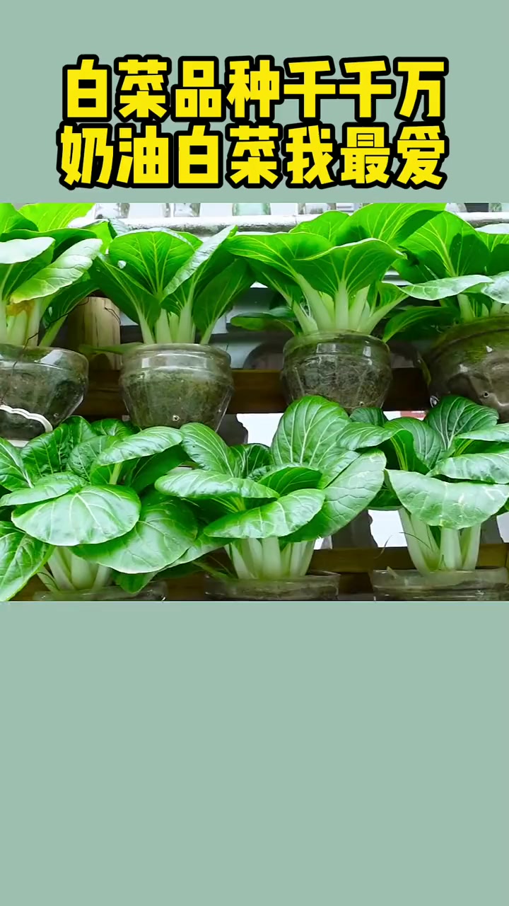 白菜品种千千万,奶油白菜我最爱种植