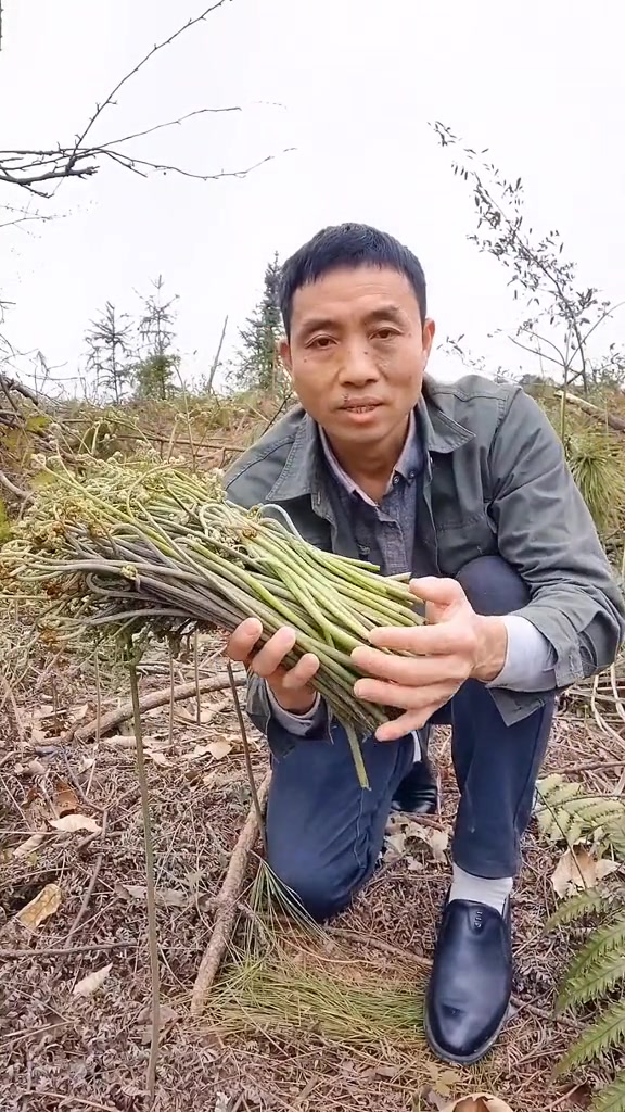 野生蕨菜,这种是山蕨菜,采回来要炒水再放到清水里浸泡一下。这样吃起来鲜嫩清脆。纯天然绿色食