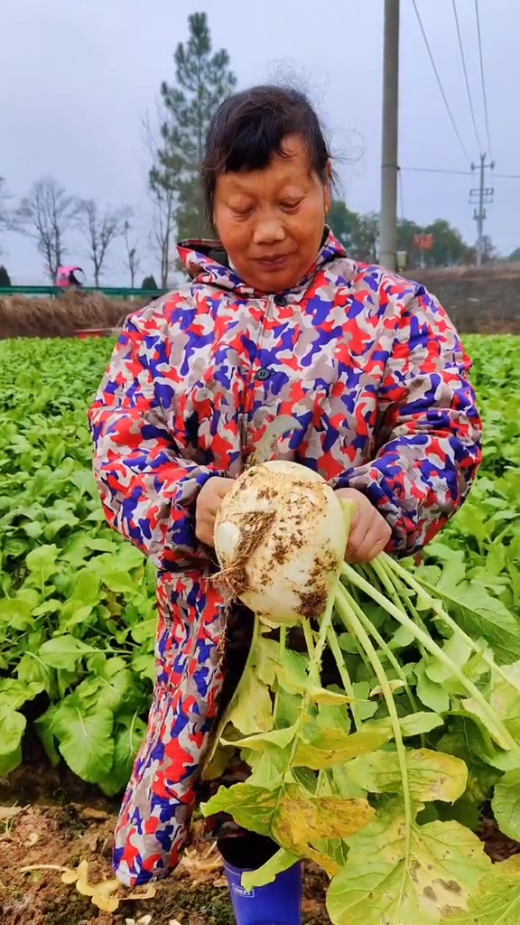 江西吉安永丰特色蔬菜扁罗卜,盘菜,可以炖,炒,凉拌,你们吃了吗?优质农产品 2021新农人