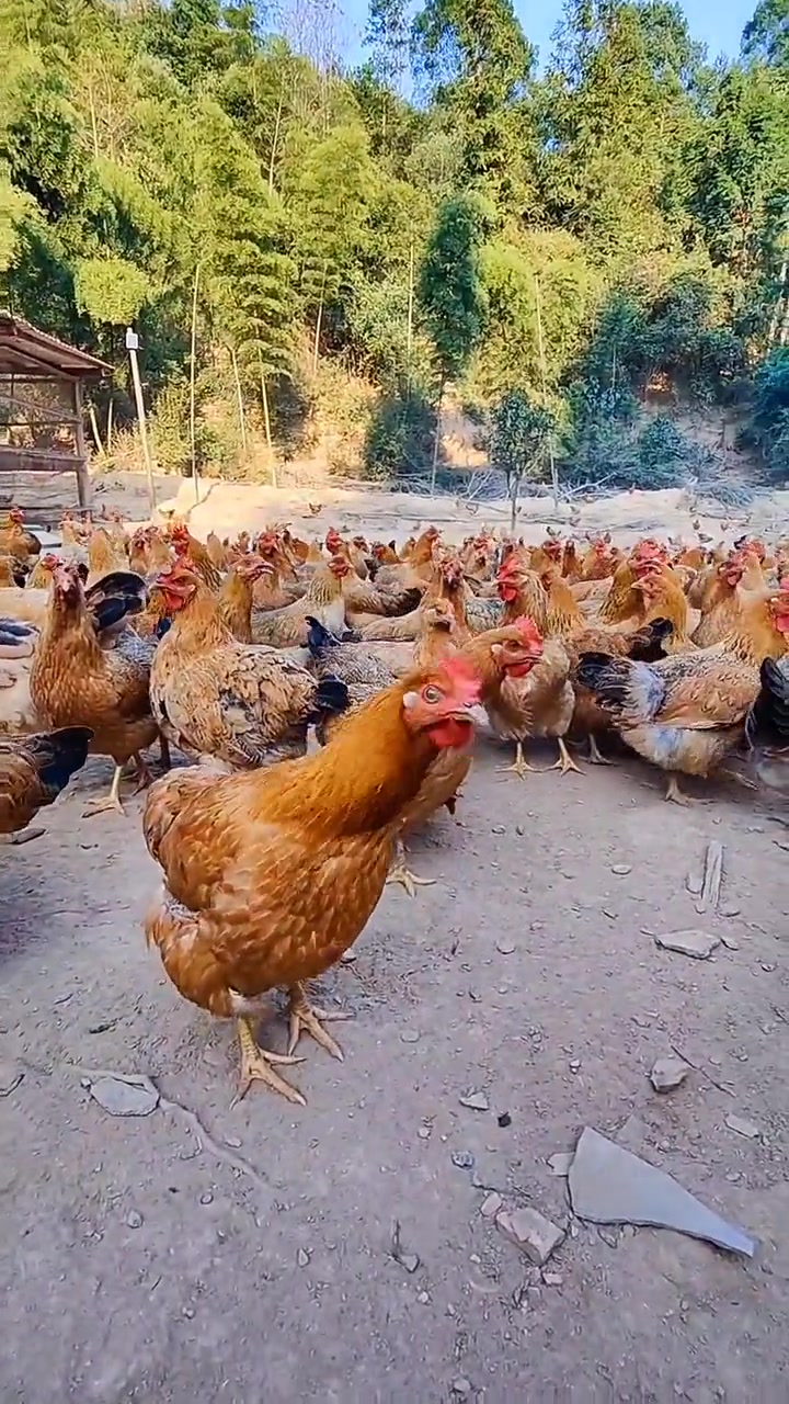 朋友山林放养了8个多月的土鸡,都是吃的稻谷和玉米 农村散养土鸡 生态散养土鸡 生态散养 跑