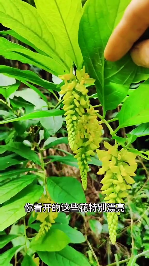 黄花倒水莲又叫倒吊黄花,是中国特有的物种,花色淡雅。是一种名贵的中药材,可以煲汤,还可以做
