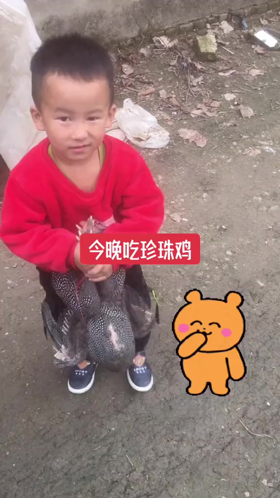一半清汤一半红烧 土鸡 珍珠鸡 鸡肉
