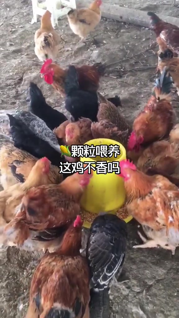 生态散养土鸡 田园生活 散养鸡 土鸡 中秋吃鸡的看过来