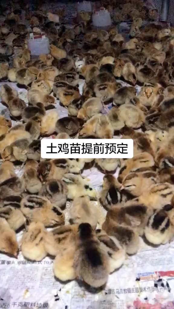 青脚土鸡接受预定 土鸡苗 青脚土鸡 笨鸡 草鸡