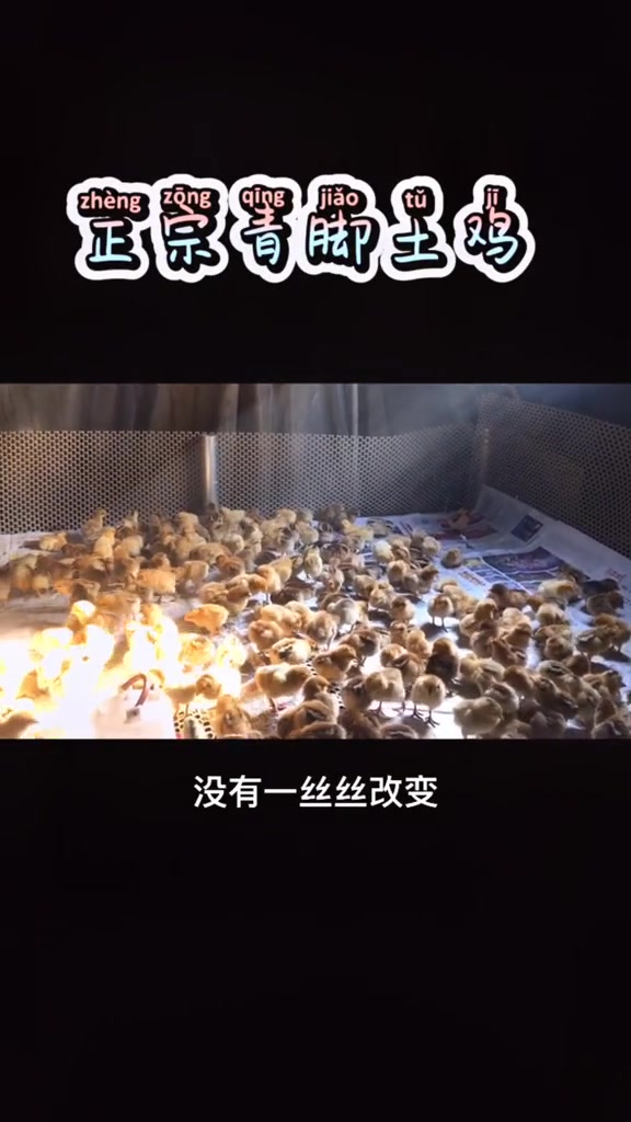 土鸡又名草鸡或跑山鸡,青脚,2-4斤重 正宗土鸡 草鸡 跑山鸡