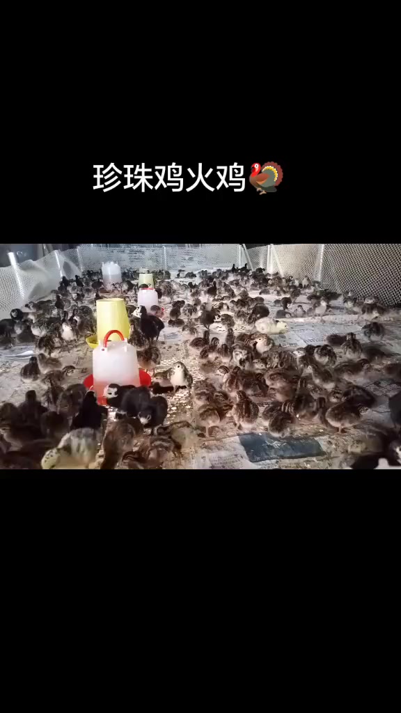 当人小鬼大的珍珠鸡邂逅人高马大的火鸡 珍珠鸡 火鸡 鸡苗 养殖