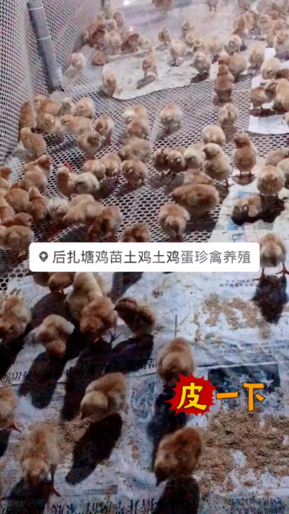 九斤红宝宝,各个生龙活虎的 鸡苗 九斤红 宝宝 鸡娃不能停