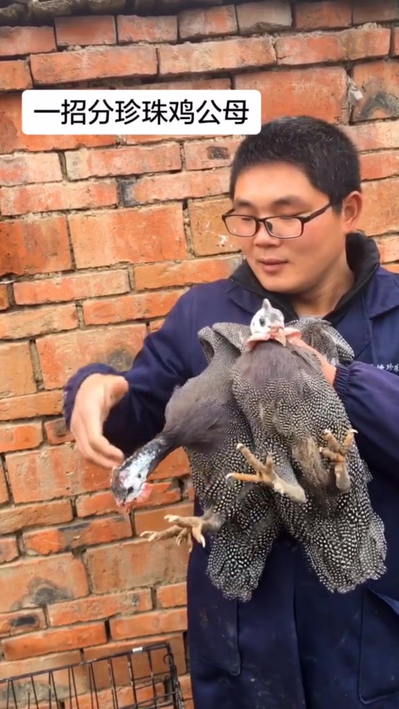 教你如何区分珍珠鸡公母 珍珠鸡