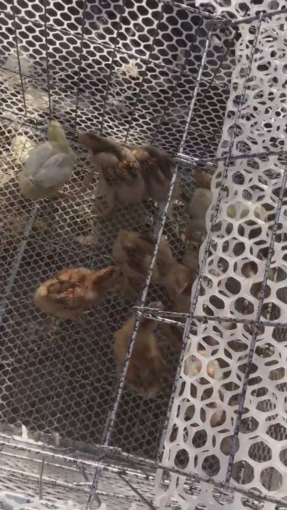 麻黄鸡苗漂亮不……