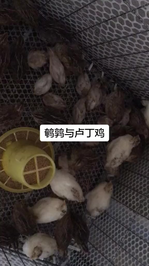 脱温的卢丁鸡与鹌鹑……