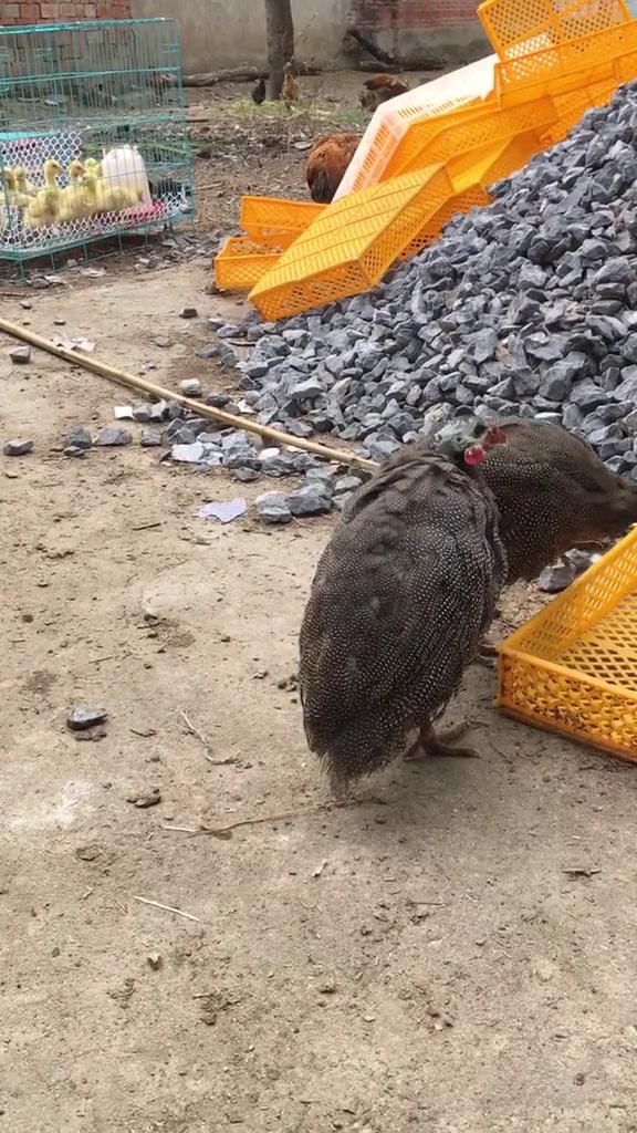 珍珠鸡这是求偶吗?一直叫个不停……