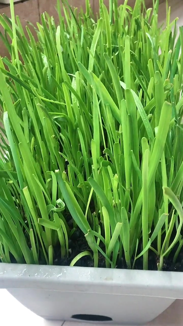 水培韭菜种植方法:韭菜根摆整齐盆里